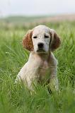 SETTER ANGLAIS 240